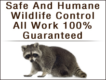 $50 Certificate